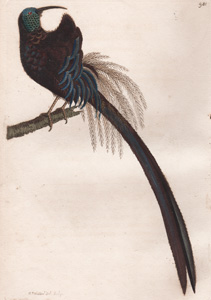 Superb Promerops